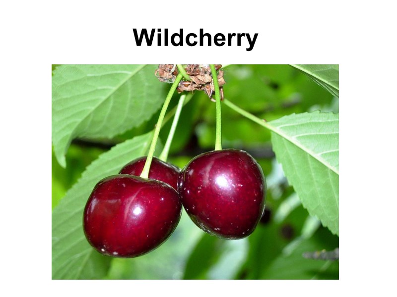 Wildcherry